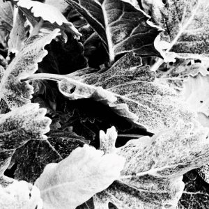 Abstrakte blade - Fotografi Sort/hvid billed af blade i abstrakt mønster