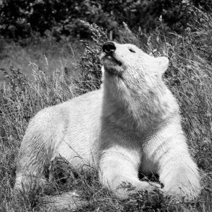 Black and white isbjørn - billeder4you