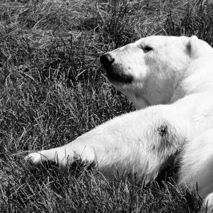 Black and white bear - liggende isbjørn - billeder4you