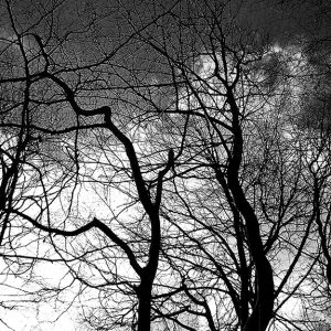 Look mod himlen - Abstrakt kig mod himlen i sort hvid