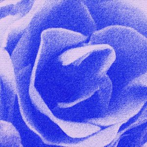 Abstrakt rose i blå - abstrakt blomst i blå