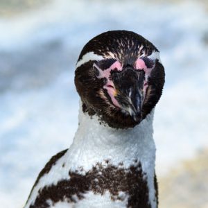 foto af pingvin taget af billeder4you
