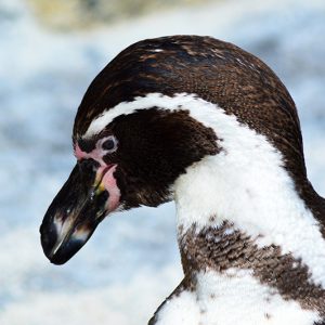 foto af pingvin på udkig