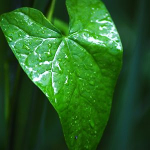 Efeu - Billede af grønt blad