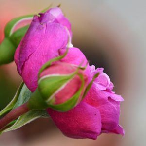 Pink knop- billede af roser i closeup taget af billeder4you