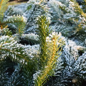 Frostgran - Closeup af grantræ i frostvejr taget af billeder4you