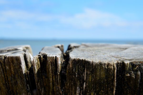 Strandtræ - closeup af pæl i bro ved stranden
