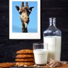 giraf-der-rækker-tunge-MS-dyr-00024