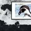 pingvin-MS-dyr-00081-billeder4you
