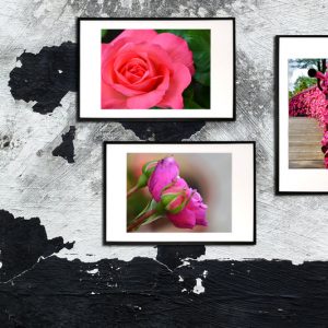 3 pink flowers - blomster billeder - billeder4you